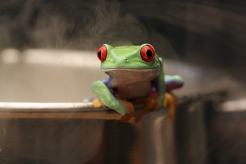 frog in a pot